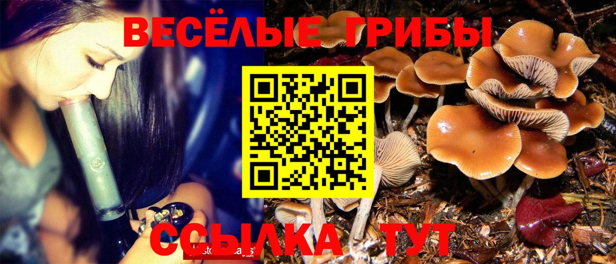 Псилоцибиновые грибы GOLDEN TEACHER Карталы