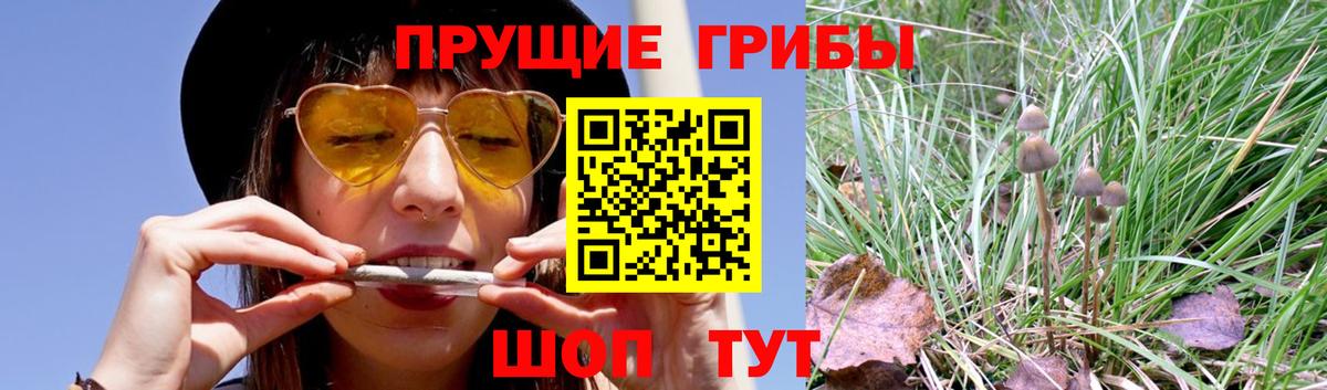 Псилоцибиновые грибы мицелий Карталы